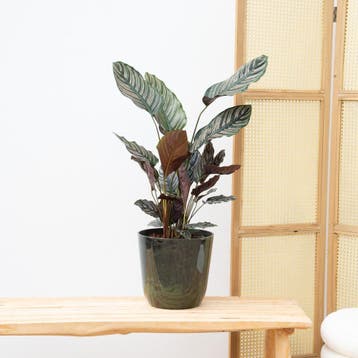 Green Bubble - Calathea Ornata - 75cm - Ø17 cm, Huis en Inrichting, Ophalen of Verzenden