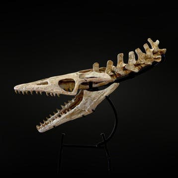Uitzonderlijke en zeldzame mosasaurus - Fossiele schedel -