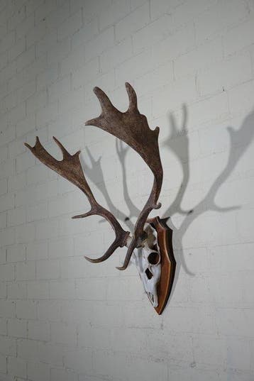 Fallow Buck Trophy Schedel - Dama dama----NO, Nieuw