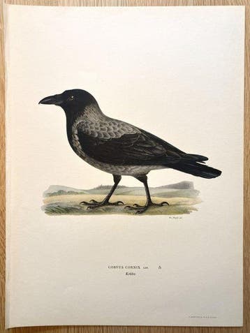 Von Wright brothers & Bror Halberg - Hooded crow, Nieuw