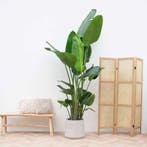 Green Bubble - Strelitzia Nicolai XXL - 250cm - Ø34 - 50 cm, Ophalen of Verzenden