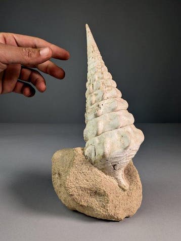 Fantastische fossiele gasteropode - Gefossiliseerd dier -, Verzamelen, Mineralen en Fossielen