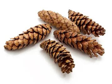 Dennenappel STROBUS Grote dennenappel Gelakt 15 cm Zak 50, Ophalen of Verzenden, Nieuw