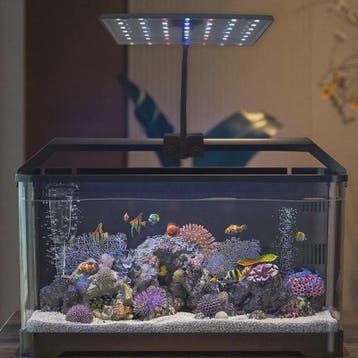 USB Aquarium LED Plantengroeilamp - Volledig Spectrum, Dimba, Verzenden, Nieuw