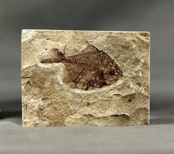 Prachtigste fossiele vis op steen - - Gefossiliseerd dier -
