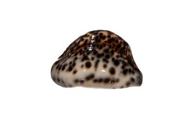 Ultra zeldzaam FREAK Cypraea tigris 68 mm - Zware Aberratie