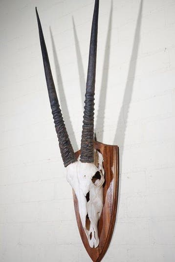 Gemsbok schedel Schedel van een zoogdier - Oryx gazella -, Verzamelen, Nieuw