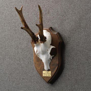 Reebok Gewei Taxidermie Opgezette Dieren By Max, Ophalen of Verzenden, Nieuw, Wild dier, Opgezet dier