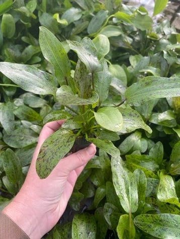 Echinodorus Ozelot Groen (Aquariumplanten), Verzenden, Nieuw, Plant(en), Steen of Hout