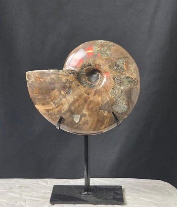 Ammoniet - Gefossiliseerd dier - Cleoniceras Ammonite Fossil