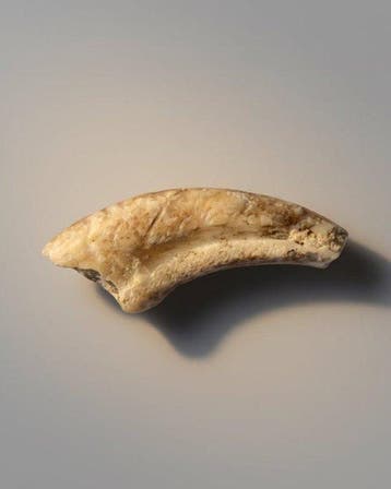 Bijzonder zeldzame pterosauriër - Gefossiliseerde klauw - cf