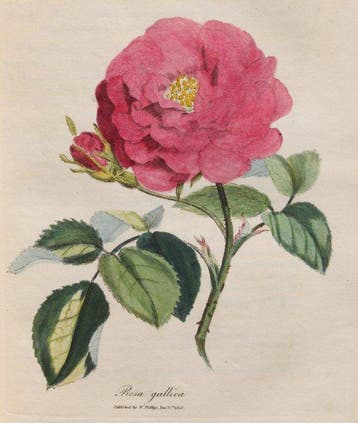 William Woodville - Medical Botany; containing systematic