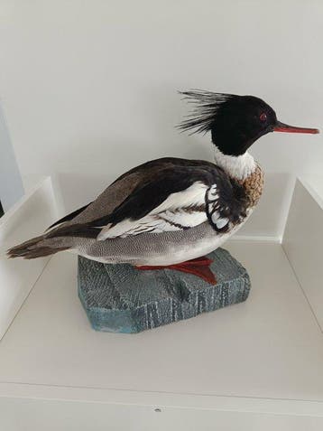 rode borst merganser Taxidermie volledige montage - Mergus, Verzamelen, Dierenverzamelingen, Nieuw
