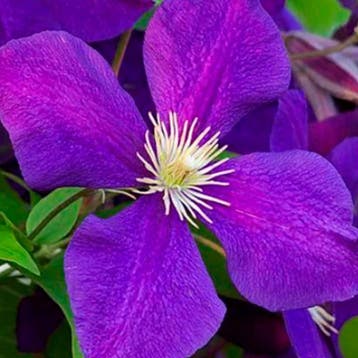 Clematis Zomer Paarse Collectie – 3 Planten Sierplanten, Verzenden, Overige soorten, Struik