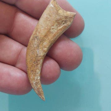 Dinosaurus - Gefossiliseerde klauw - 63 mm - 20 mm