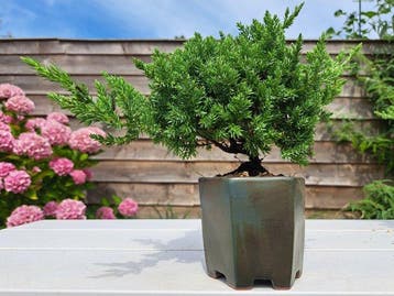 Jeneverbes bonsai (Juniperus) - Hoogte (boom): 14 cm -