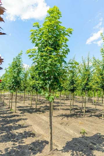 Acer pseudoplatanus hoogstam 20/25