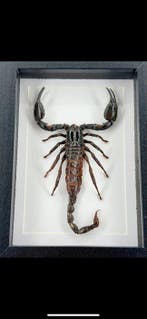 Opgezette Schorpioen in lijst Taxidermie volledige montage -, Nieuw