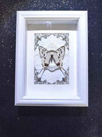 Vlinder Taxidermie wandmontage - Sericinus montelus Gray -