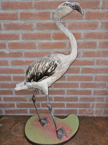 Chileense Flamingo Taxidermie volledige montage -, Nieuw