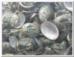 Haliotis Pulcherrima schelpjes 1 kilo, Ophalen of Verzenden, Nieuw