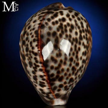 Verzamelbare Cypraea-schelp - Speciale kleur Prachtige, Nieuw