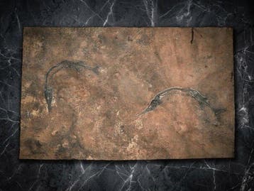 Vis - Gefossiliseerd dier - Saurichthys (2) - 59.1 cm - 37.2
