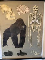 Jung-Koch-Quentell - Lehrmittelverlag Hagemann - Anatomie