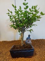 Liguster bonsai (Ligustrum) - Hoogte (boom): 28 cm - Diepte