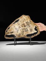Prachtige grote schijf van versteend hout op een maatwerk