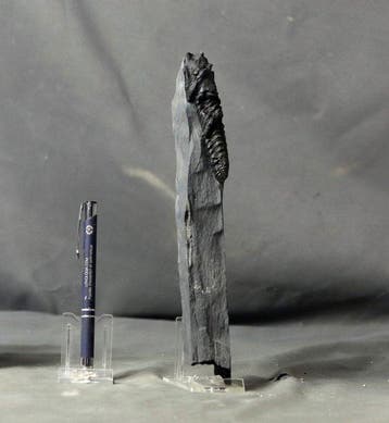 Grote trilobiet, liggend op de matrix - Gefossiliseerd dier, Verzamelen