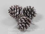 Dennenappels Pinecone Snow op draad ca. 4,5cm Bundel van 3, Ophalen of Verzenden, Nieuw