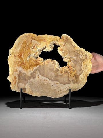 Prachtige plak versteend hout op een op maat gemaakte