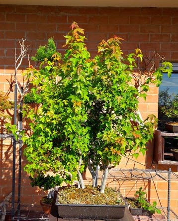 Drietand Esdoorn (Acer Buergerianum) - Hoogte (boom): 110 cm