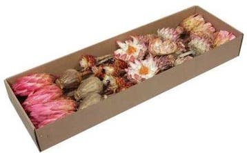 Protea de luxe Exotic assortiment Naturel doos 30 stuks, Ophalen of Verzenden, Nieuw