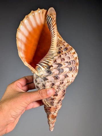 Grote trompettriton schelp Skelet - Charonia tritonis - 16.5, Nieuw
