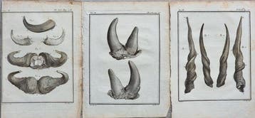 Georges-Louis Leclerc, conte di Buffon (1707–1788) - Lot of
