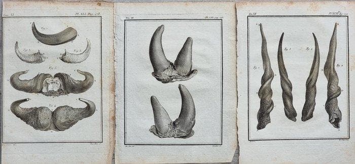 Georges-Louis Leclerc, conte di Buffon (1707–1788) - Lot of, Antiek en Kunst, Antiek | Boeken en Bijbels