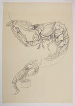 Fabrizio Clerici (1913-1993) - Gamberi, Antiek en Kunst