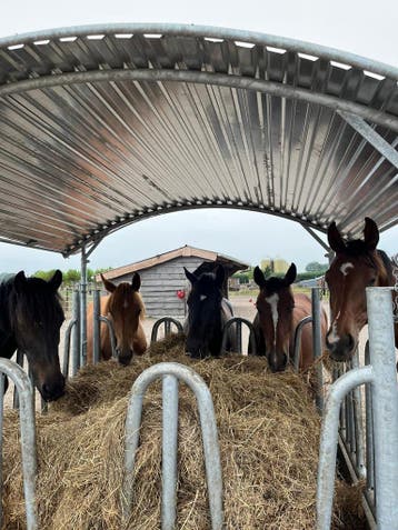 Hooiruif, Voerruif, Weide ruif, Ruiven, Voerruiven, Hooi, Dieren en Toebehoren, Stalling en Weidegang, Weidegang, 4 paarden of pony's of meer