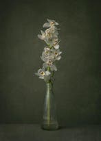 Tessa Posthuma de Boer - Orchid #3