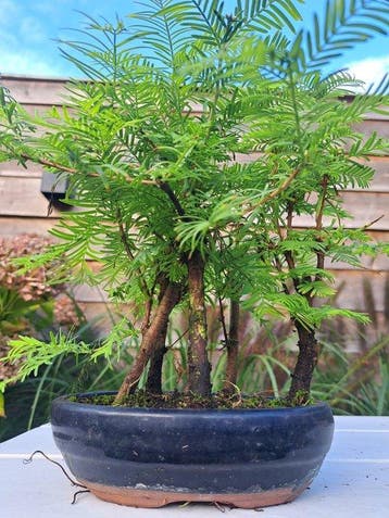 metasequoia bos in bonsaischaal - Hoogte (boom): 24 cm -