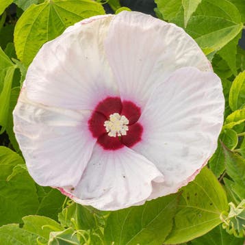 Hibiscus Moscheutos Luna F1 Pink Swirl (roze, Wit), Tuin en Terras, Planten | Tuinplanten, Ophalen of Verzenden, Eenjarig, Overige soorten