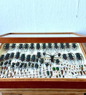 Grote collectie Europese boktorren - 120+ exemplaren - Coll.