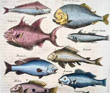 Matthäus Merian (1593-1650) - hand coloured engraving:, Antiek en Kunst