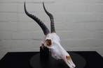 Blesbok Schedel - Damaliscus pygargus phillipsi - 31 cm - 49, Verzamelen, Nieuw
