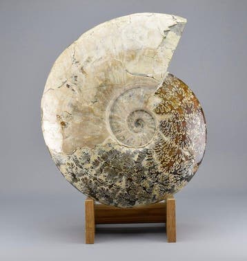Prachtige ammoniet van 34 cm - Gefossiliseerd dier -