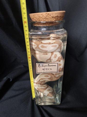 Slang Taxidermie volledige montage - Boa constrictor - 20 cm, Antiek en Kunst