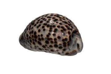 Grote Tijger-Cypraea: Cypraea tigris (99 mm) – Makelloses