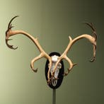 Rendier Kariboe Gewei Taxidermie Opgezette Dieren By Max, Ophalen of Verzenden, Nieuw, Wild dier, Opgezet dier